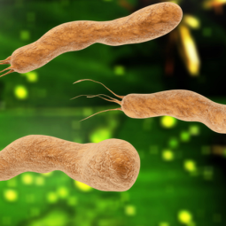Dung dịch tìm khuẩn H.Pylori - CLO TEST. Hộp 100 mẫu