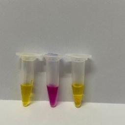 Dung dịch tìm khuẩn H.Pylori - CLO TEST. Hộp 100 mẫu