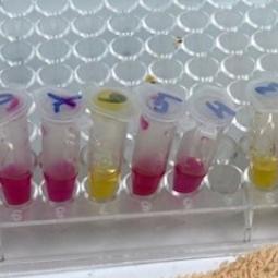 Dung dịch tìm khuẩn H.Pylori - CLO TEST. Hộp 100 mẫu