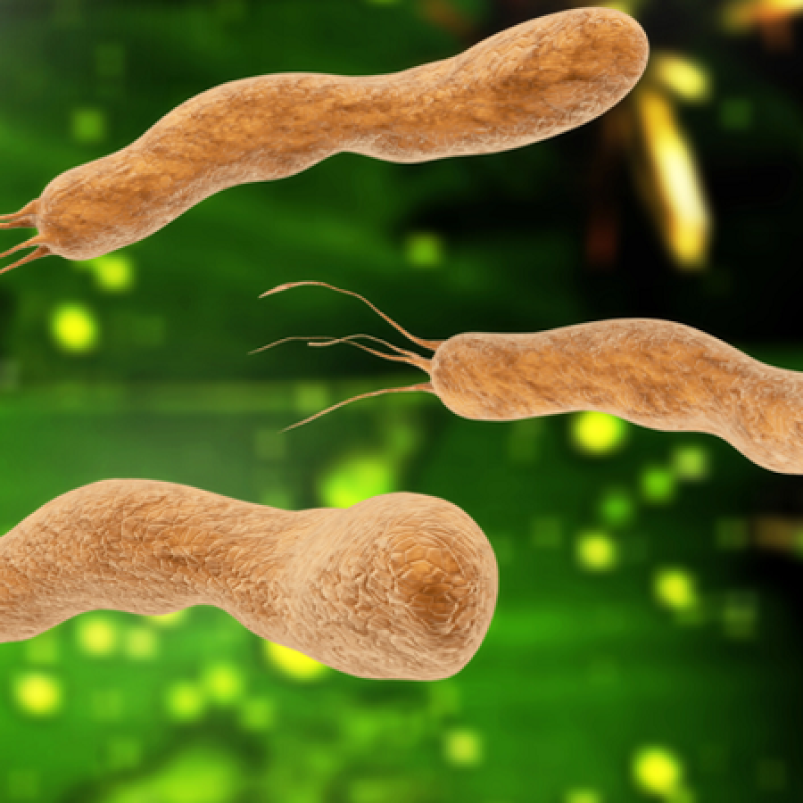 Dung dịch tìm khuẩn H.Pylori - CLO TEST. Hộp 100 mẫu